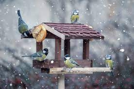 Dokarmianie ptaków zimą 